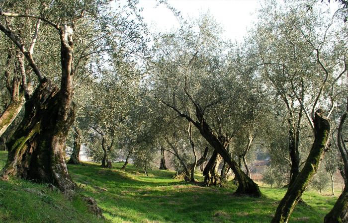 olivo pianta